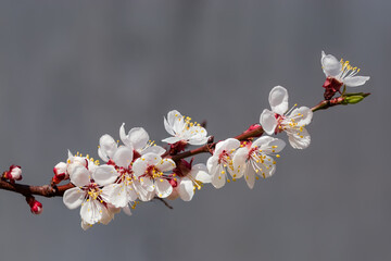 Branch of flowering apricot tree on a gray blurred background