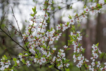 Flowering wild growing cherry tree branches on a blurred background