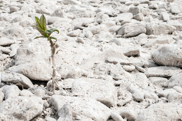Plant in the dry river bed 