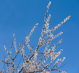 Top of flowering apricot tree against a clear sky