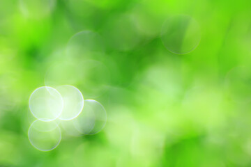 Fototapeta premium abstract green summer bokeh background, gradient view art texture glow