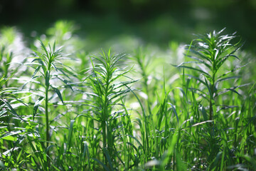 abstract green summer bokeh background, gradient view art texture glow