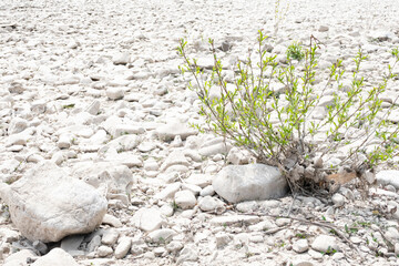Plant in the dry river bed 