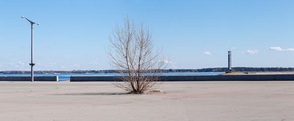 Fototapeta premium Group of trees growing among asphalt site and concrete structures