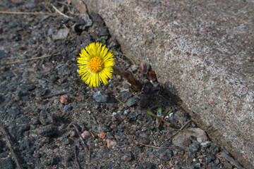 coltsfoot flower in springtime, Tussilago farfara