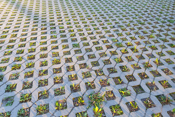 turf block. Eco-friendly coating - concrete lawn grill. Grass sprouted in the intervals of paving...