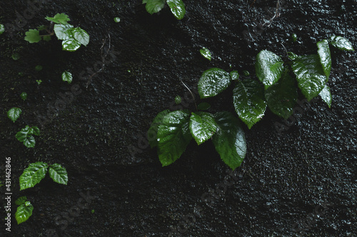 日陰の岩肌と新緑の植物 Wall Mural Wallpaper Murals 正人 竹内