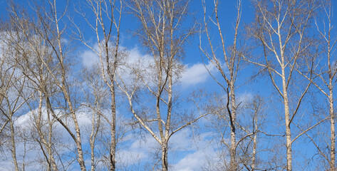 Fototapeta na wymiar Abstract spring nature background with bare trees and sky