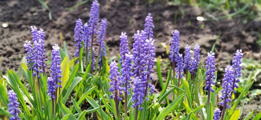 Obraz premium Purple muscari flowers in garden. Close-up of purple muscari flowers (grape hyacinth) with green leaves against a soil background. Concept of spring and gardening.