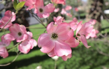 Fototapeta na wymiar Сornus kousa building blooms pink in the spring park.