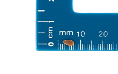 Flax seed on the millimeter scale of the blue ruler.
