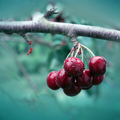 Red Cherries hanging on a cherry tree branch.