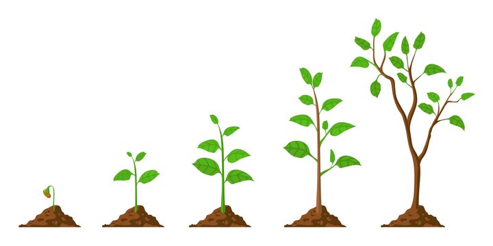 Tree grow. Plant growth from seed to sapling with green leaf. Stages of seedling and growing trees in soil. Gardening process vector concept