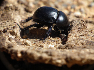 Scarabeo