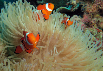 False clown anemonefish on anemone Boracay Island Philippines - obrazy, fototapety, plakaty