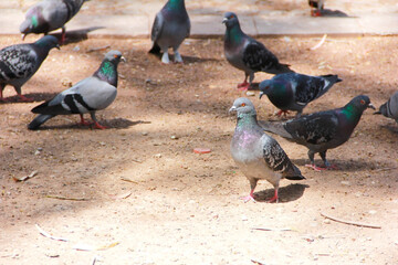 wild birds pigeons peck at food on the street