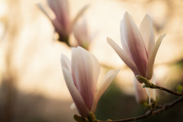 Fototapeta na wymiar magnolia flower in spring