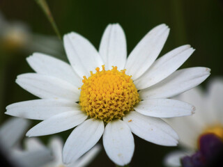 Piante e fiori spontanei