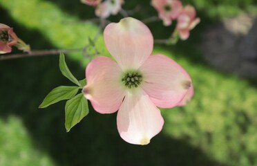Cornus kousa building blooms pink in the spring park.