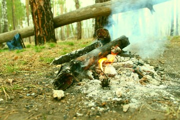 campfire in forest