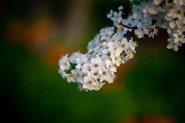 Цветет вишня