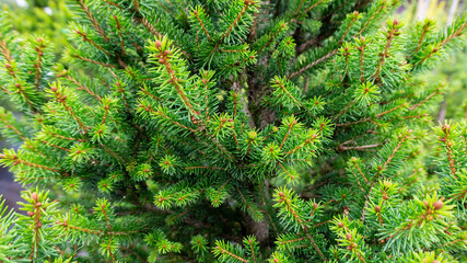 Macro photo of spruce branches. Fluffy spruce close-up background with copy space. Sale of Christmas trees. Green Christmas background.