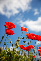 Field with bright red poppies, beautiful summer landscape with blue sky. Vertical shot