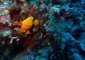 Phyllidia flava- yellow nudibranch in Adriatic sea, Croatia
