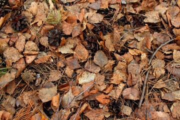 autumn leaves background