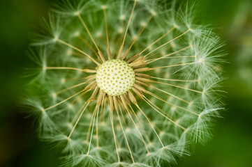 Dandelion closeup