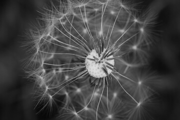 Dandelion closeup in black and white