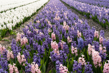 Fototapeta premium Close-up of a beautiful hyacinth field in the Netherlands with purple, white and pink flowers
