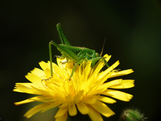 Grillo