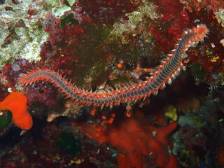 Obraz na płótnie Canvas Bearded fireworm in Adriatic sea, Croatia 
