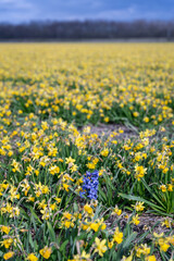 Beautiful daffodil field with one purple hyacinth flower in the Netherlands