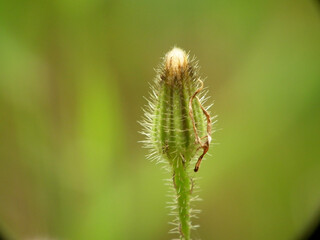 Piante e fiori spontanei