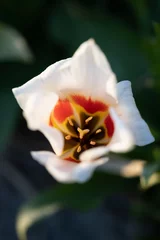 Fotobehang Close-up of a beautiful white daffodil flower, macro photography © Lizzy Komen