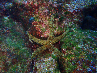 Mediterranean sea star in Adriatic sea, Croatia
