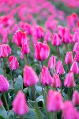 Close-up of a beautiful pink tulip flower, in Dutch flower field