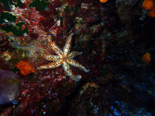 Mediterranean sea star in Adriatic sea, Croatia
