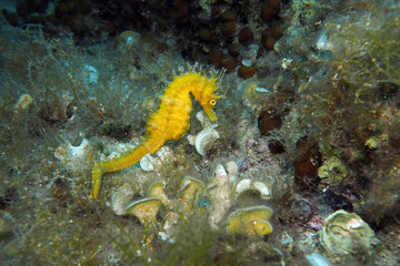 Obraz na płótnie Canvas Long-snouted seahorse (Hippocampus guttulatus) in Adriatic sea, Croatia 
