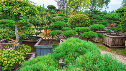 Topiary forms using the niwaki technique in the coniferous nursery. Cutting mountain pine for bonsai. Topiary forms in landscape design of city parks and gardens.