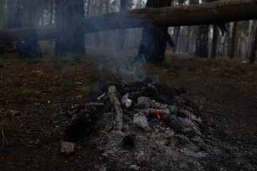 fire in the forest