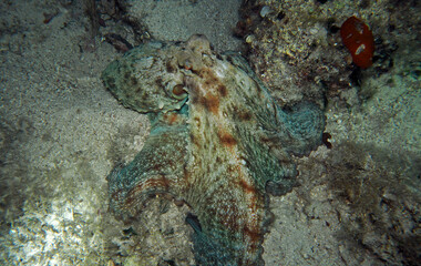 Fototapeta na wymiar Common octopus during the night hunting in Adriatic sea, Croatia 