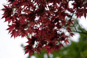 Branches with red leaves and blurred background at City of Zurich. Photo taken April 29th, 2021, Zurich, Switzerland.