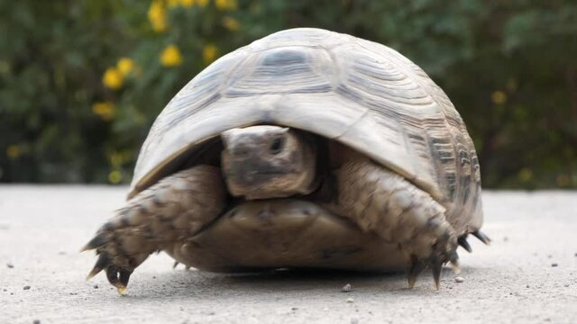 Cute little turtle in a shell. green tortoise on the street hiding in turtle home. Close up of turtle green and brown. reptiles with flowers in the background on concrete ground. endangered species,
