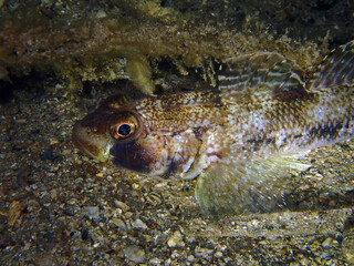 Goby fish in Adriatic sea near Hvar island, Croatia