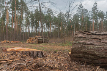 part of the trunk of a sawn pine tree, a stump from it in the foreground and folded trunks of sawn trees in the background in the forest