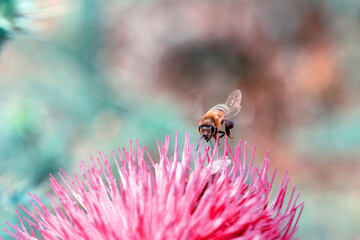 Close Up  beautiful  Bee macro  on flower in green nature 
Close up  beautiful bee on flower
