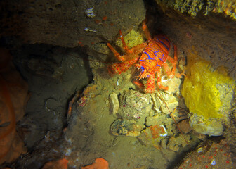 Blue striped squat lobster in Adriatic sea, Croatia
